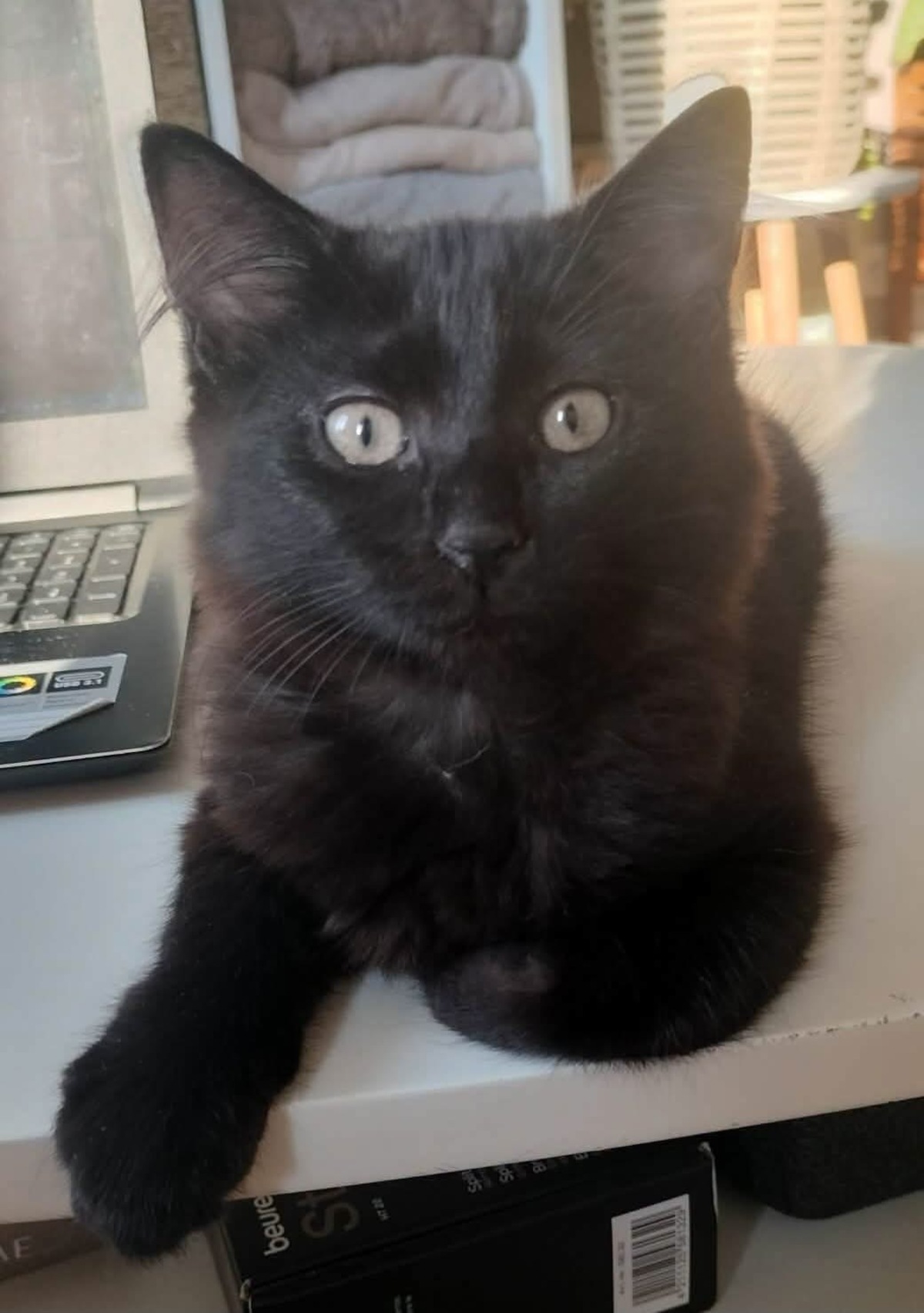 Adoption COMBINE 