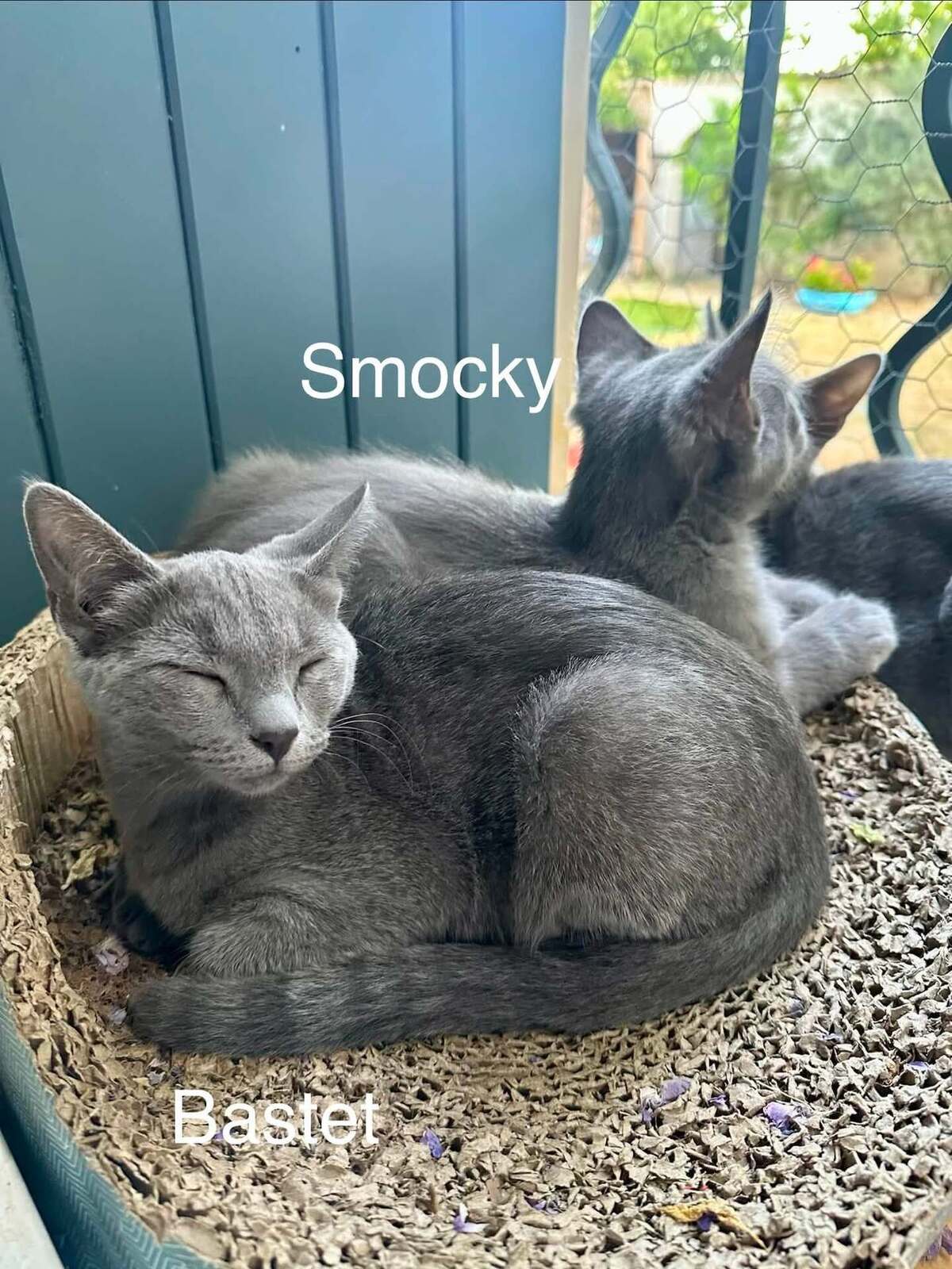 Adoption SMOCKY et BASTET