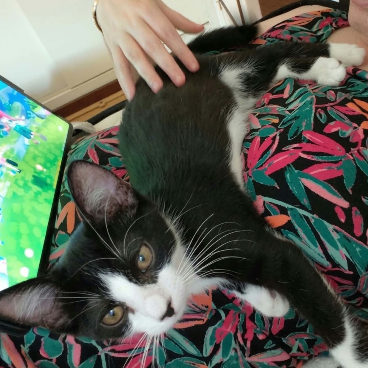 Adoption Morpheus