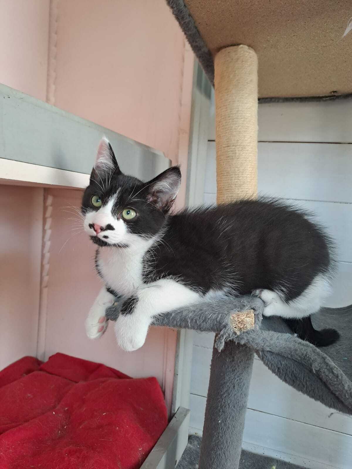 Adoption MENTHE