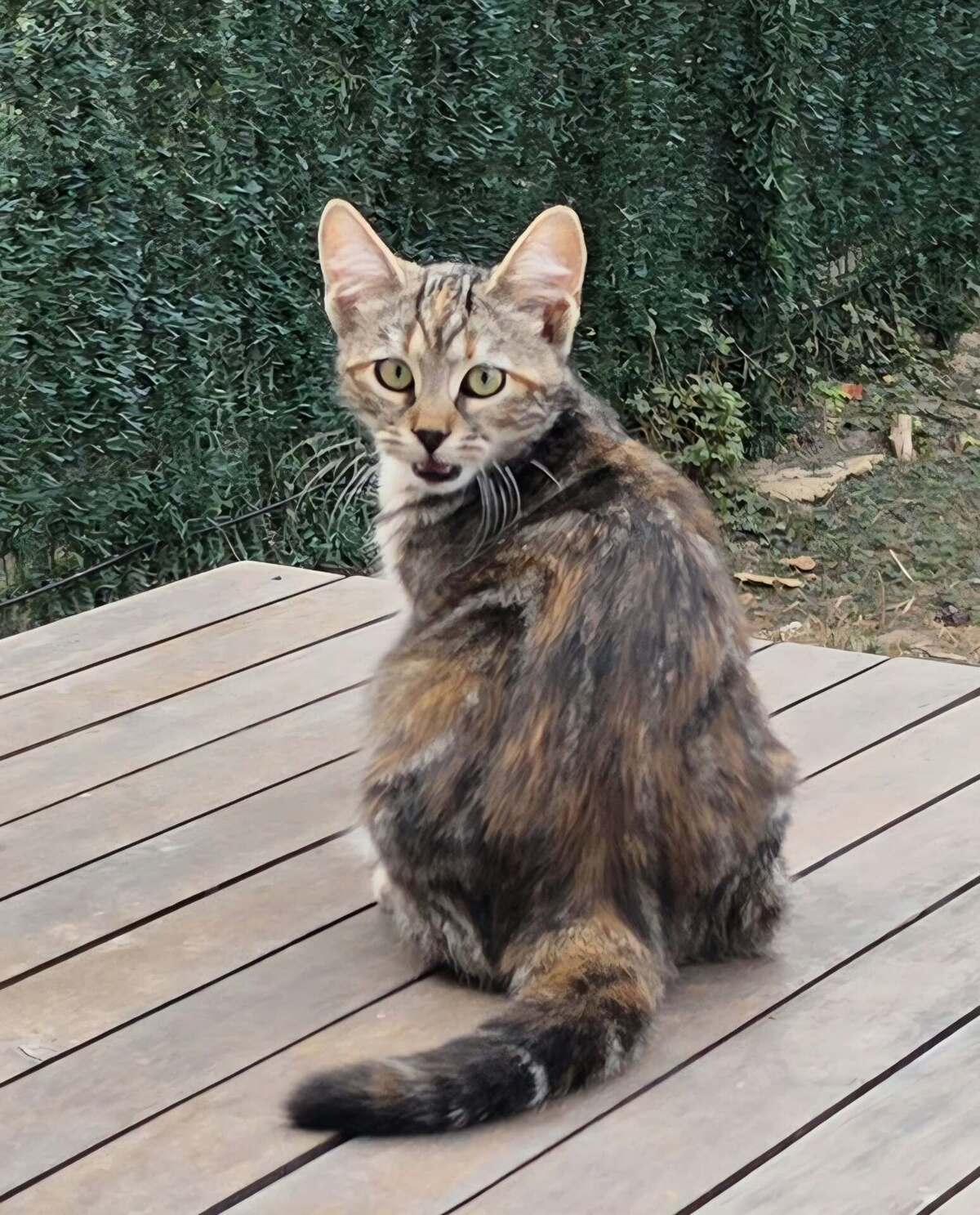 Adoption Bonnie