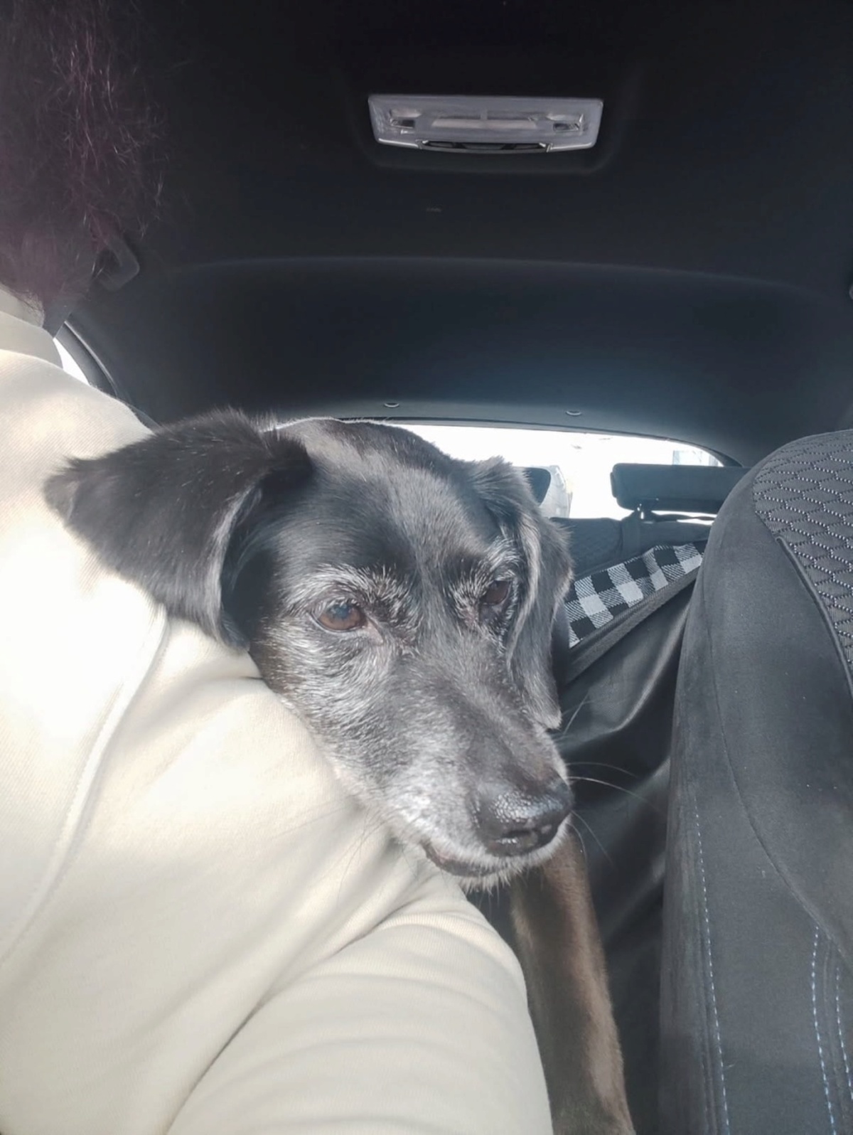 Adoption Bimon