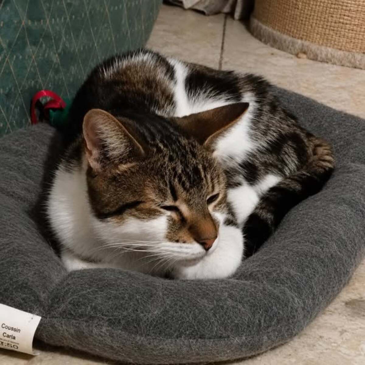 Adoption Cooper