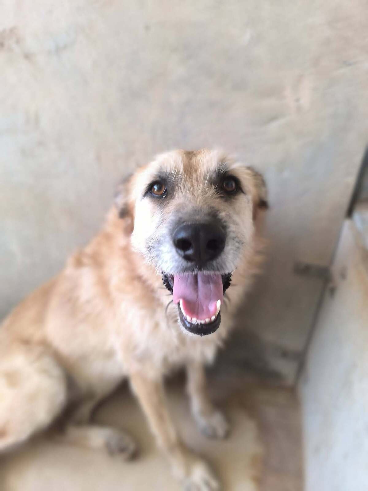 Adoption Jala