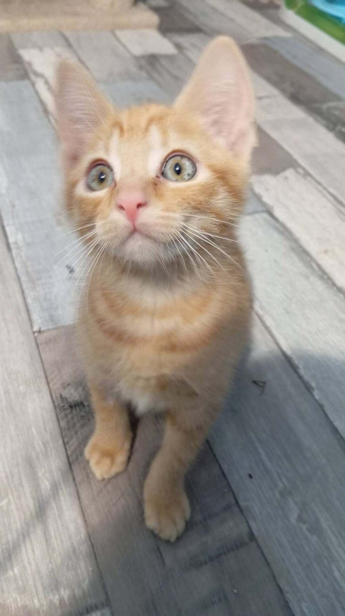 Adoption Bisou