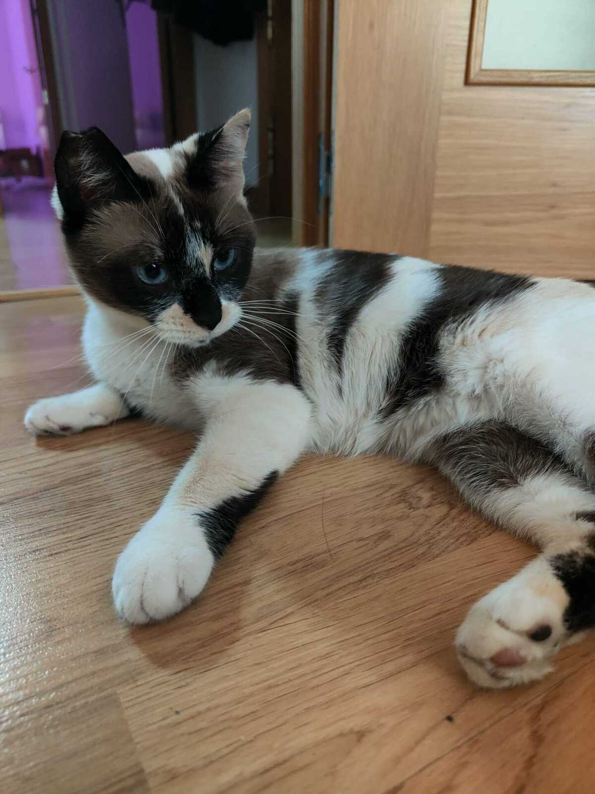 Adoption Mulan
