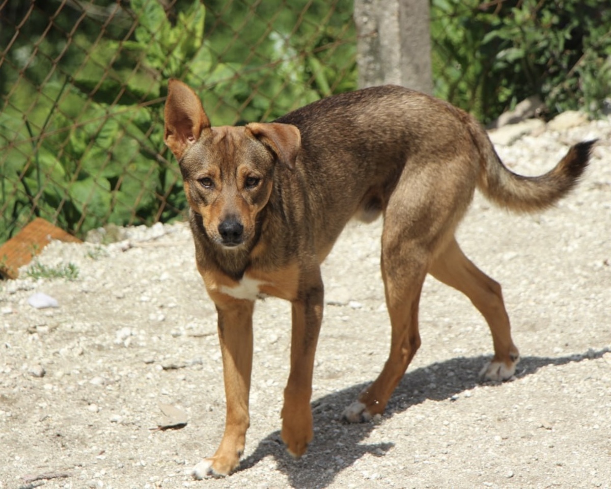 Adoption Luniz