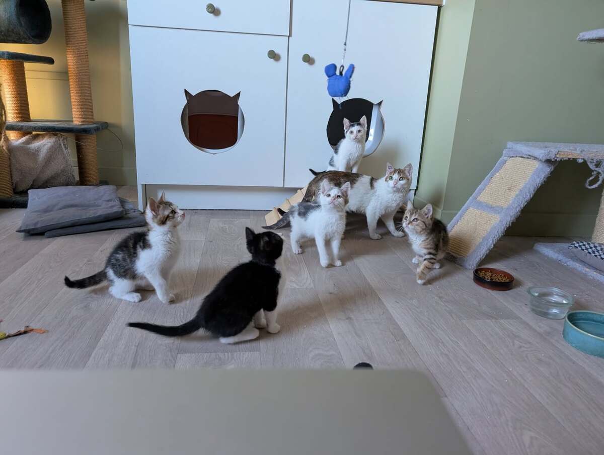 Adoption Hopper