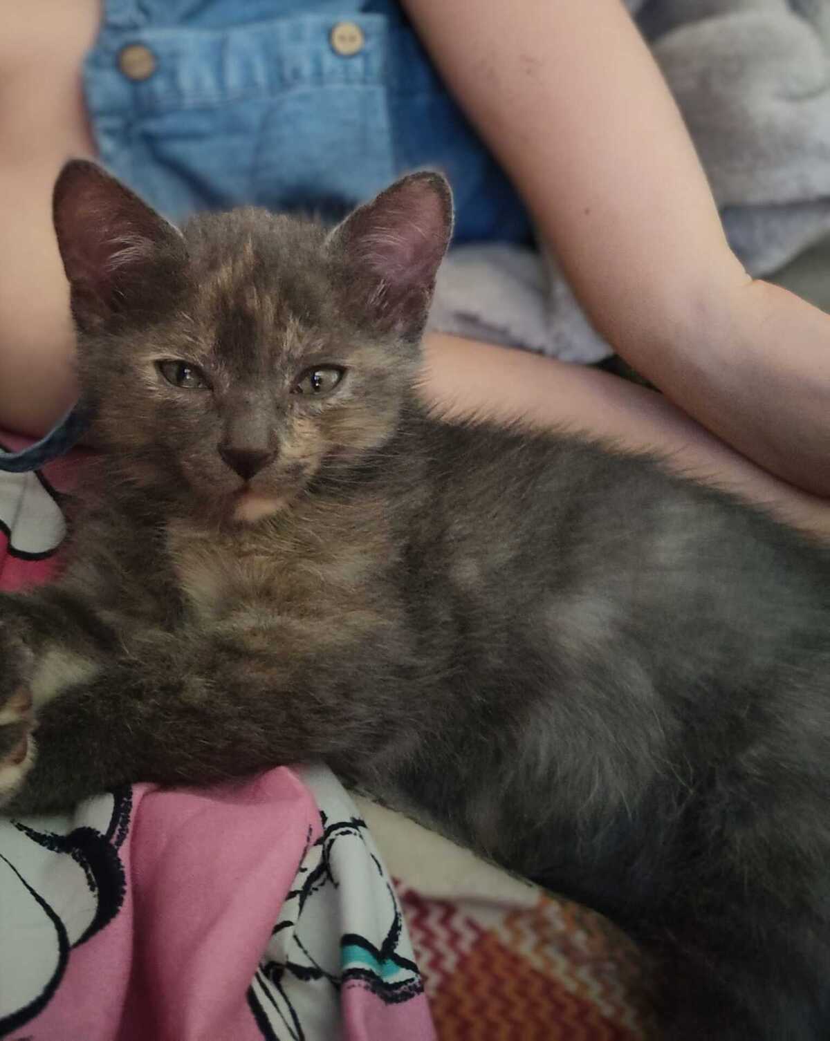 Adoption Lumi et Sélène