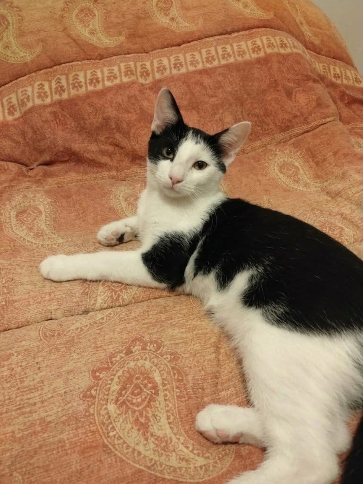 Adoption Boubou