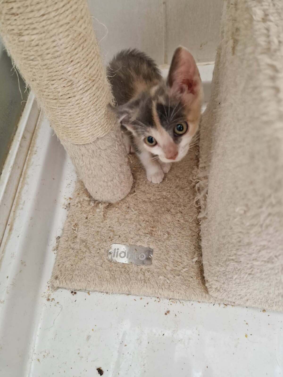 Adoption Daphnée