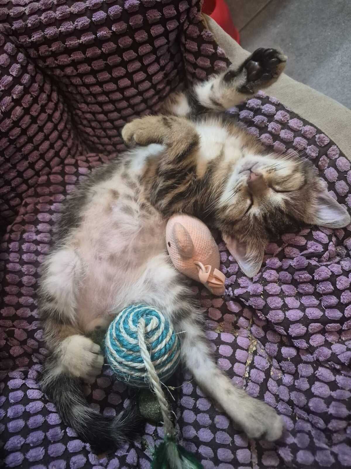 Adoption Woody