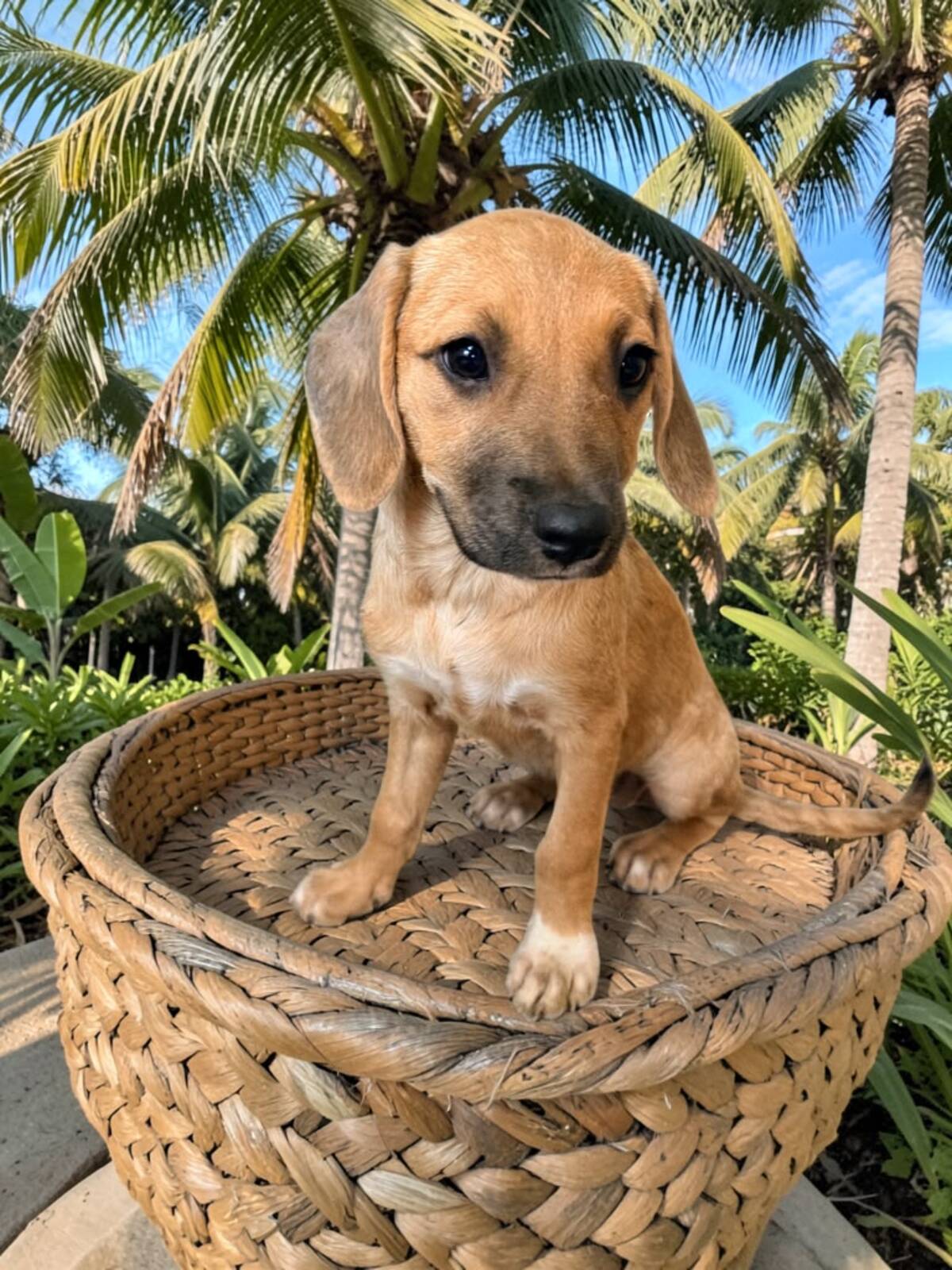 Adoption Tusca