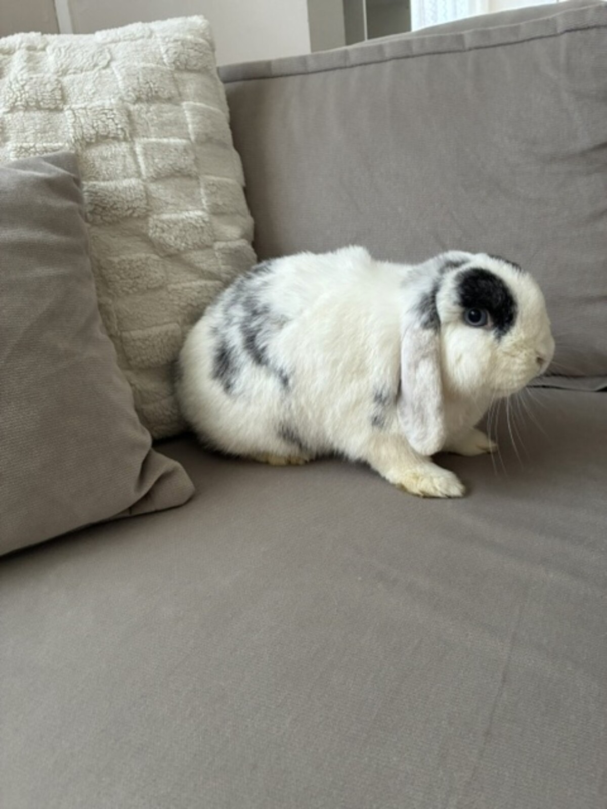Adoption Winnie