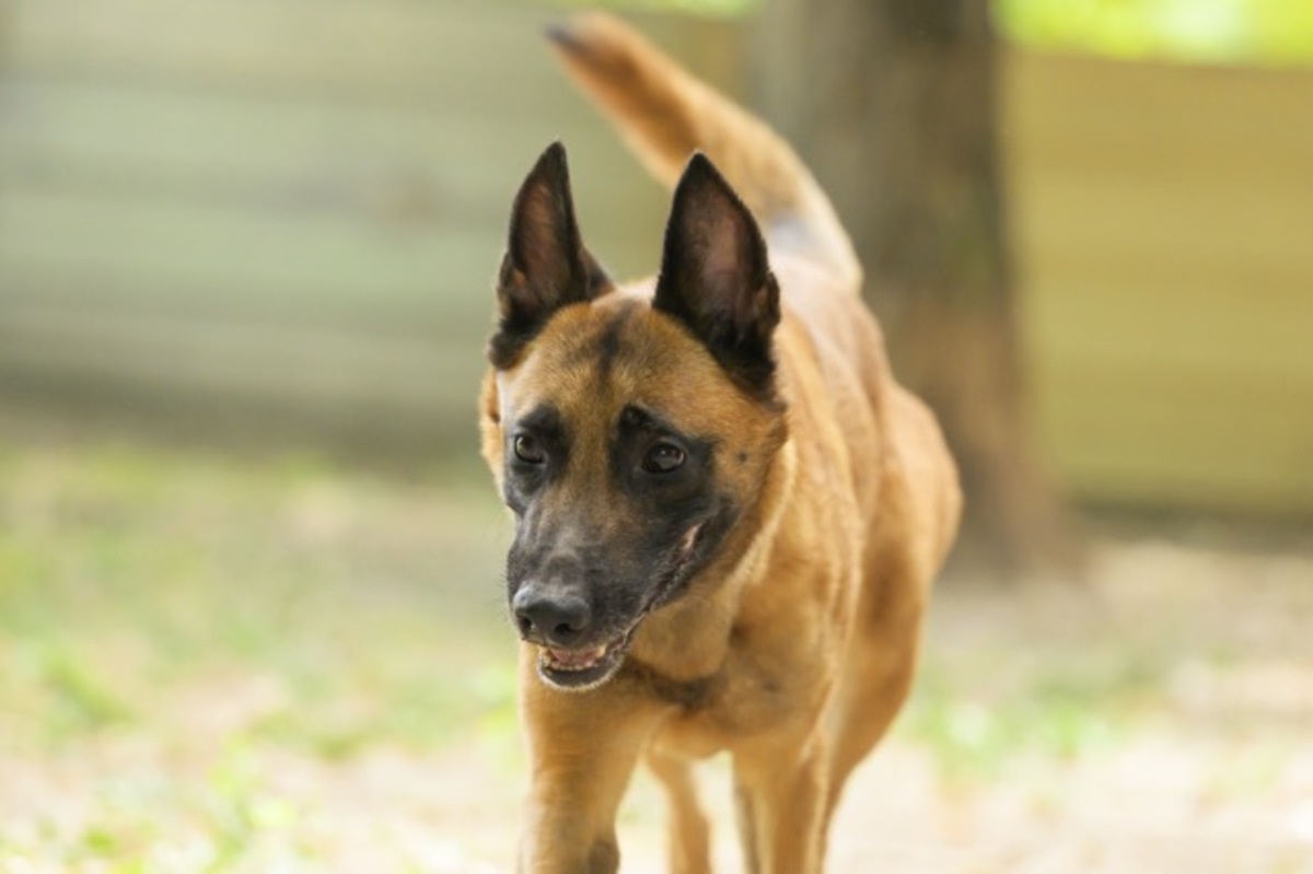 Adoption India