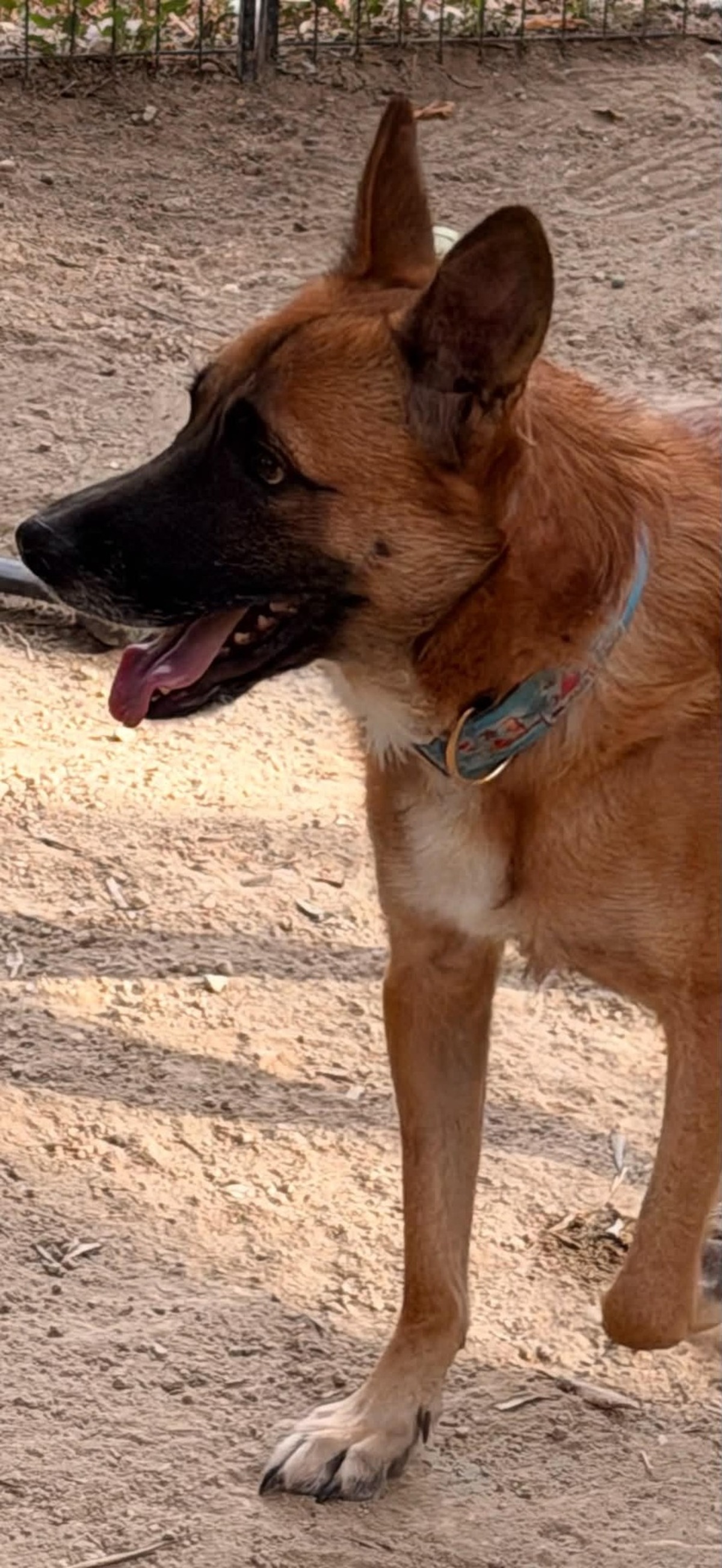 Adoption Rex