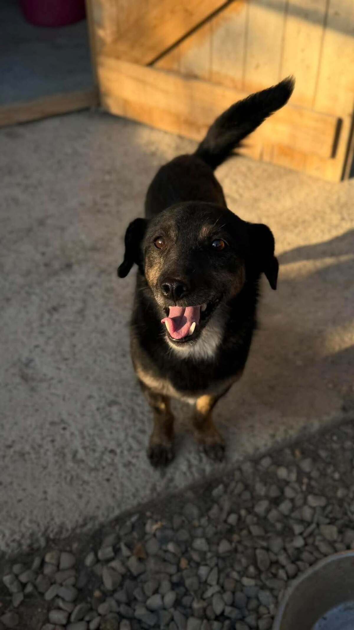 Adoption Pickle