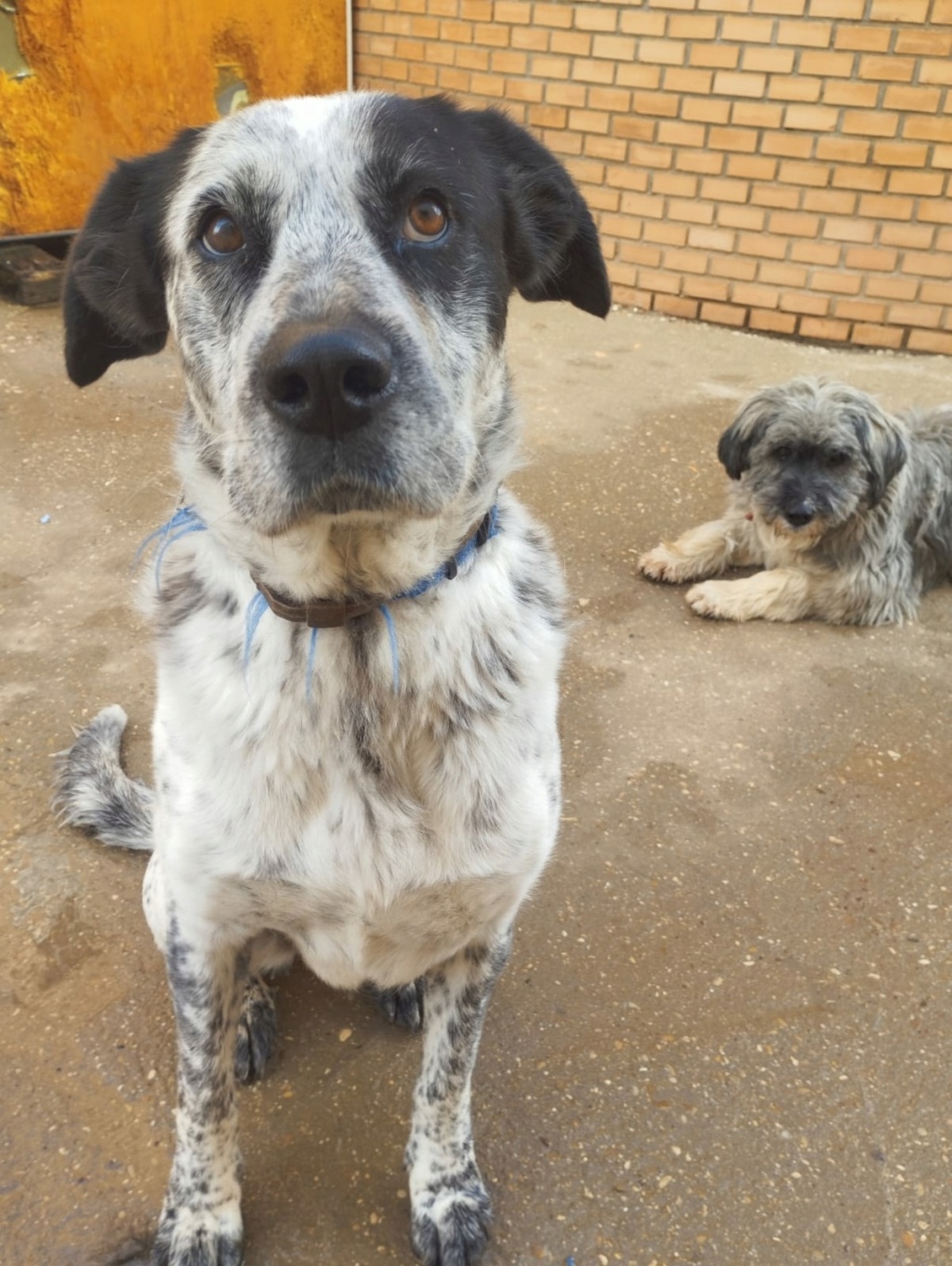 Adoption Yala