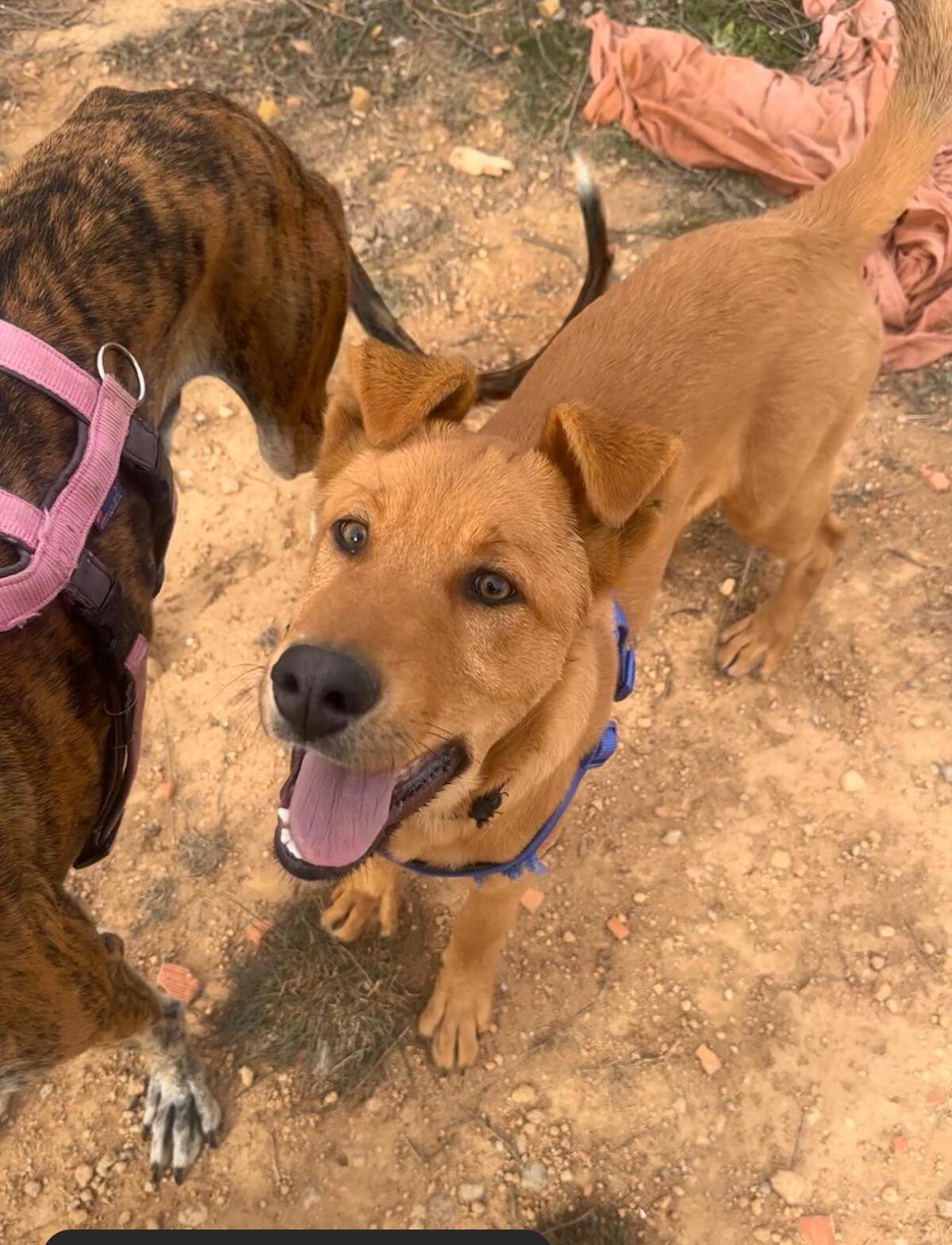 Adoption Bonacho