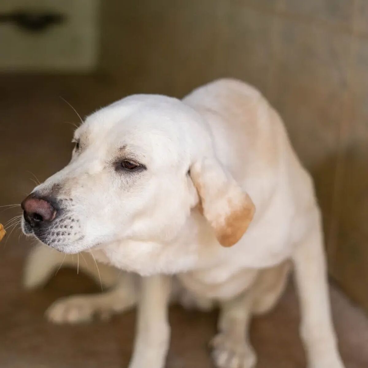 Adoption Fito