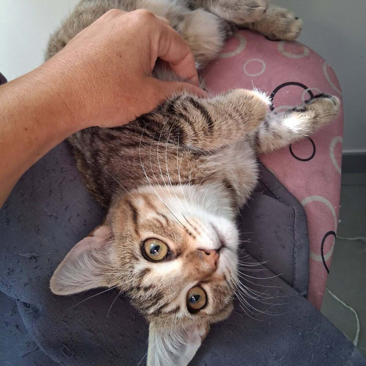 Adoption Chanve 