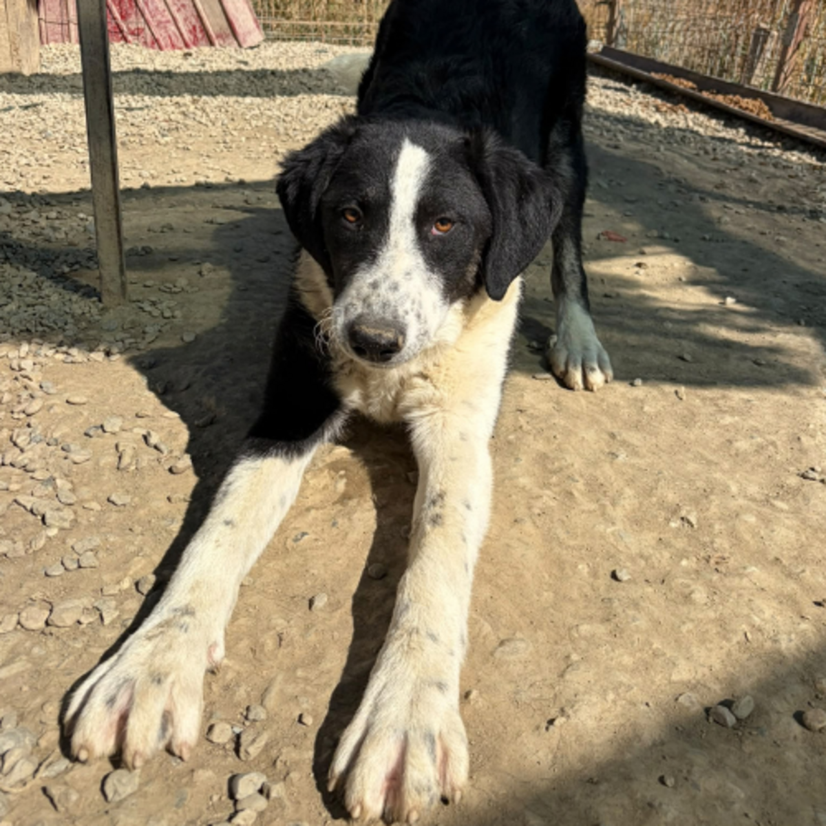Adoption Olympia