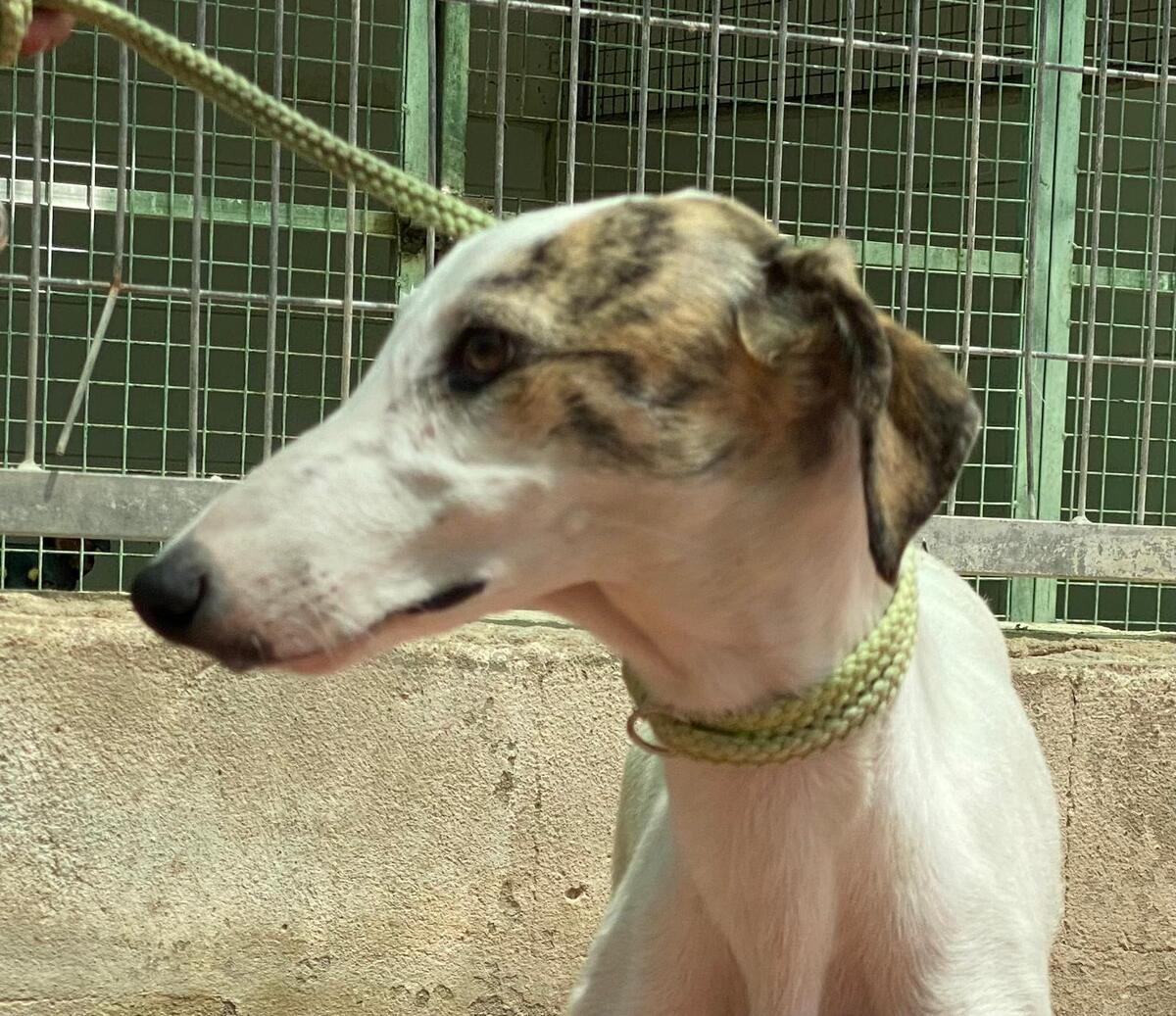 Adoption Romy