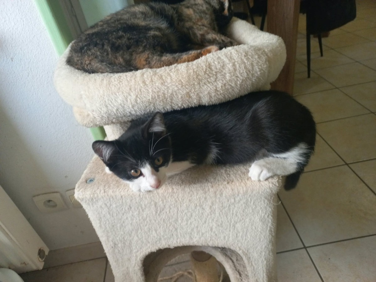 Adoption Bijou