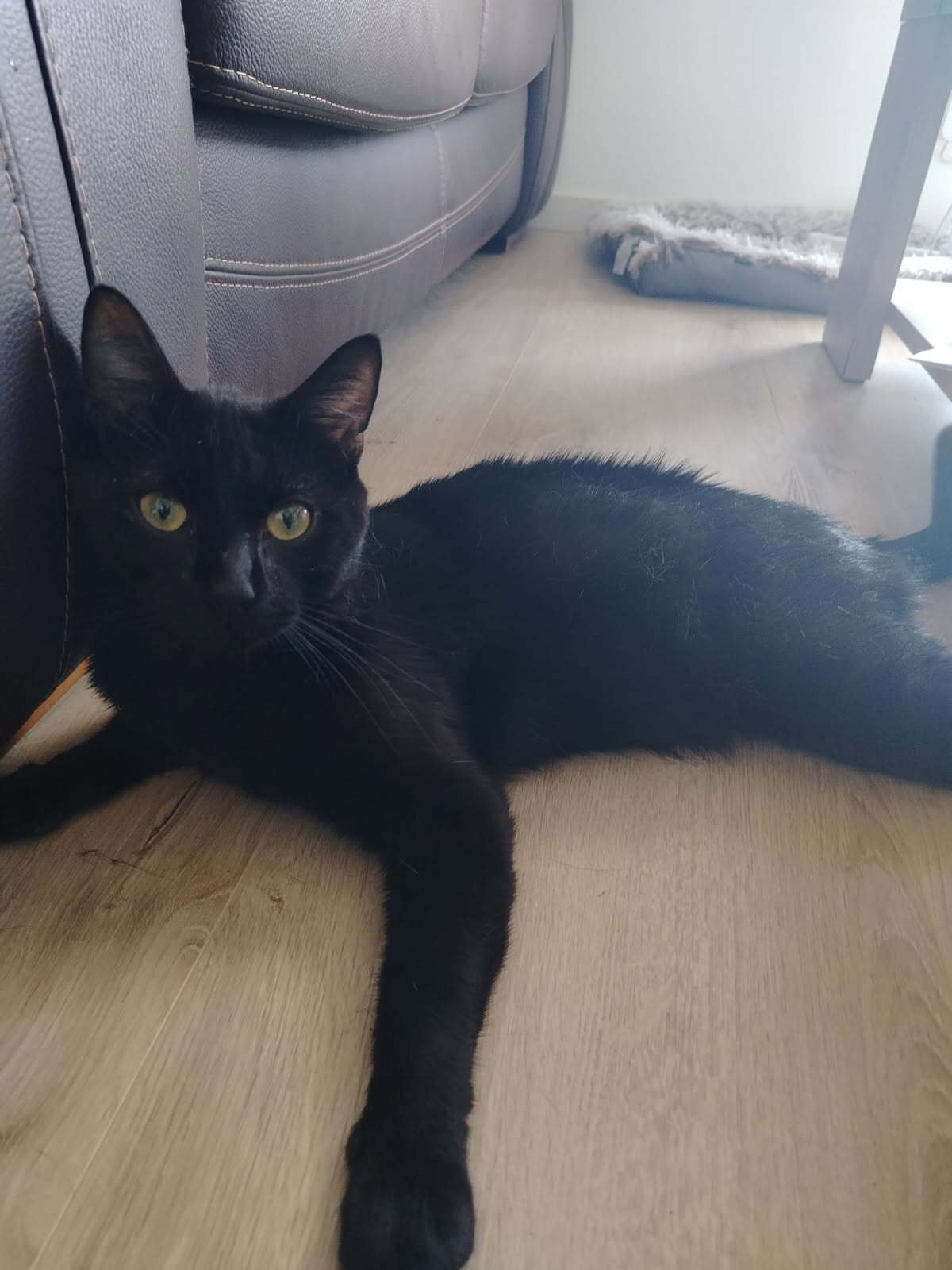 Adoption Edward