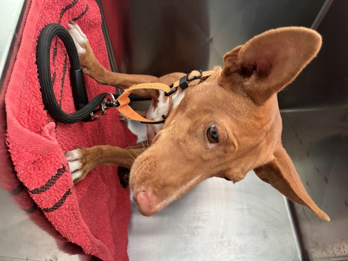 Adoption Chencho