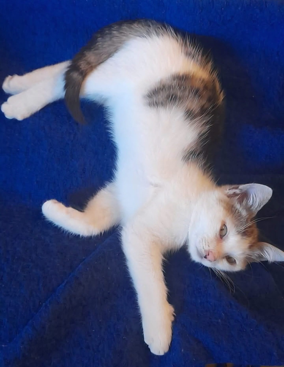 Adoption Louni 