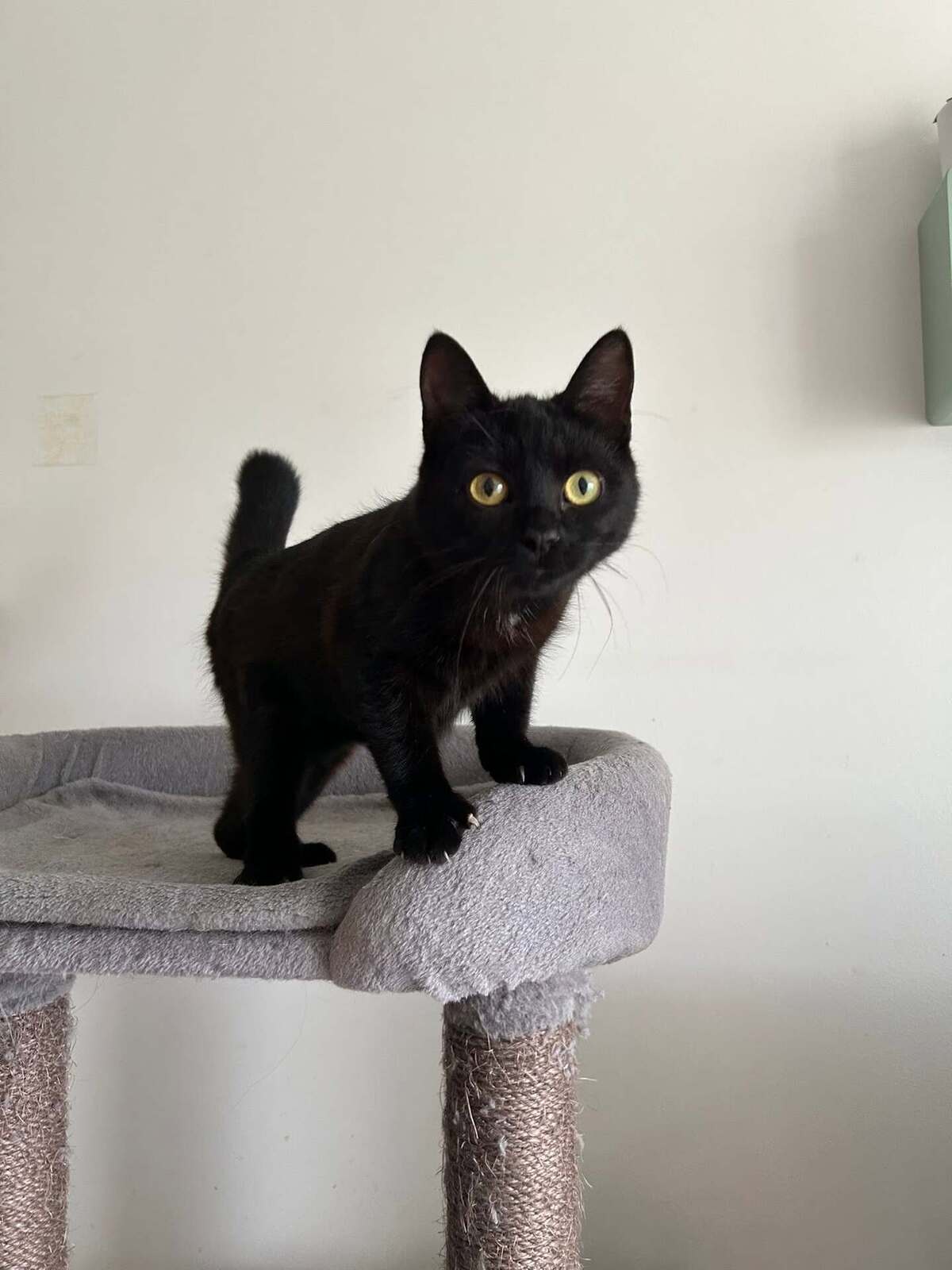 Adoption K-Sounette