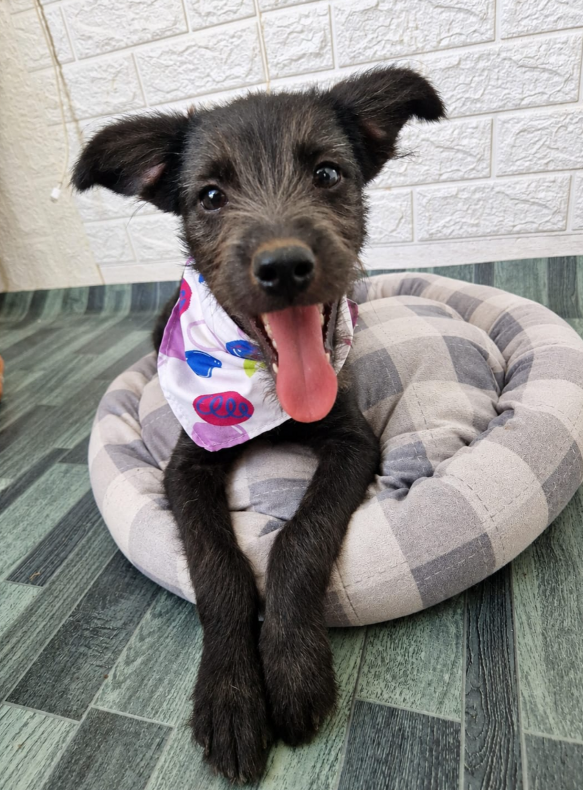 Adoption Lisho