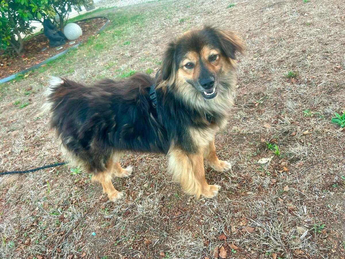 Adoption Carla