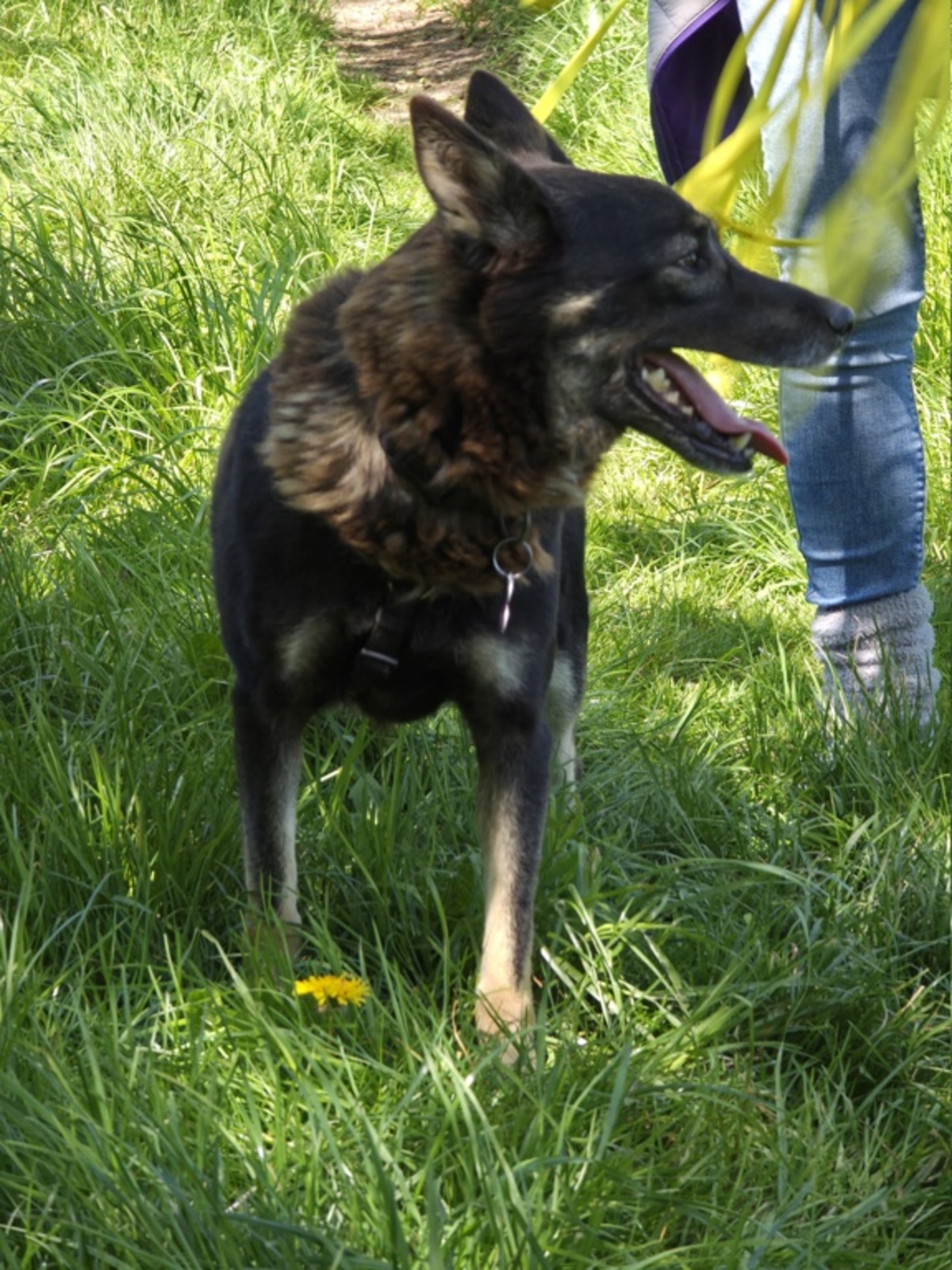 Adoption Bonnie
