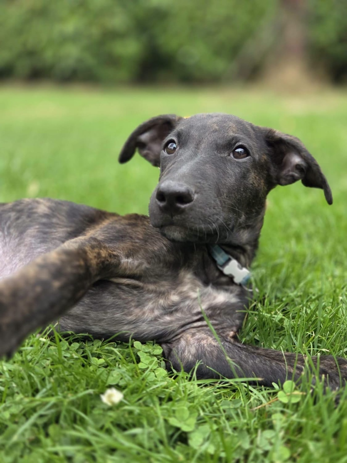 Adoption Kumo