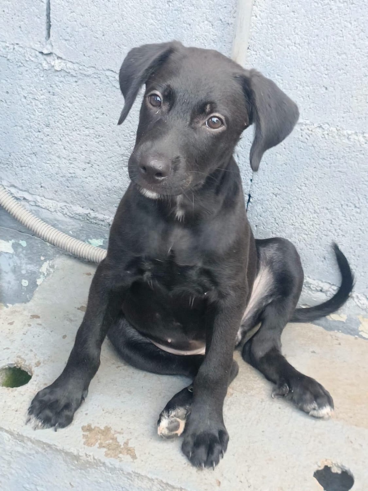 Adoption Onyx