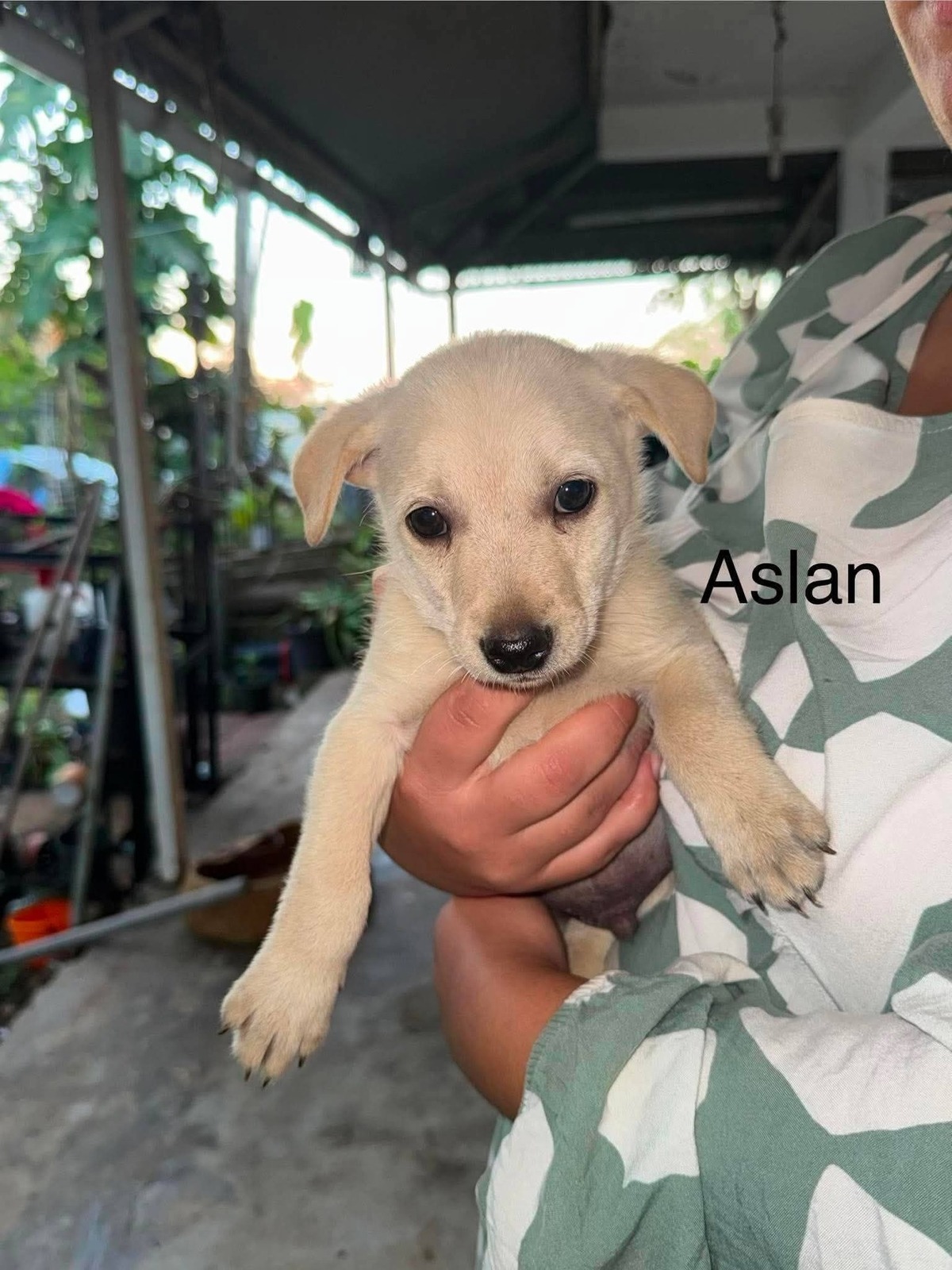 Adoption Aslan