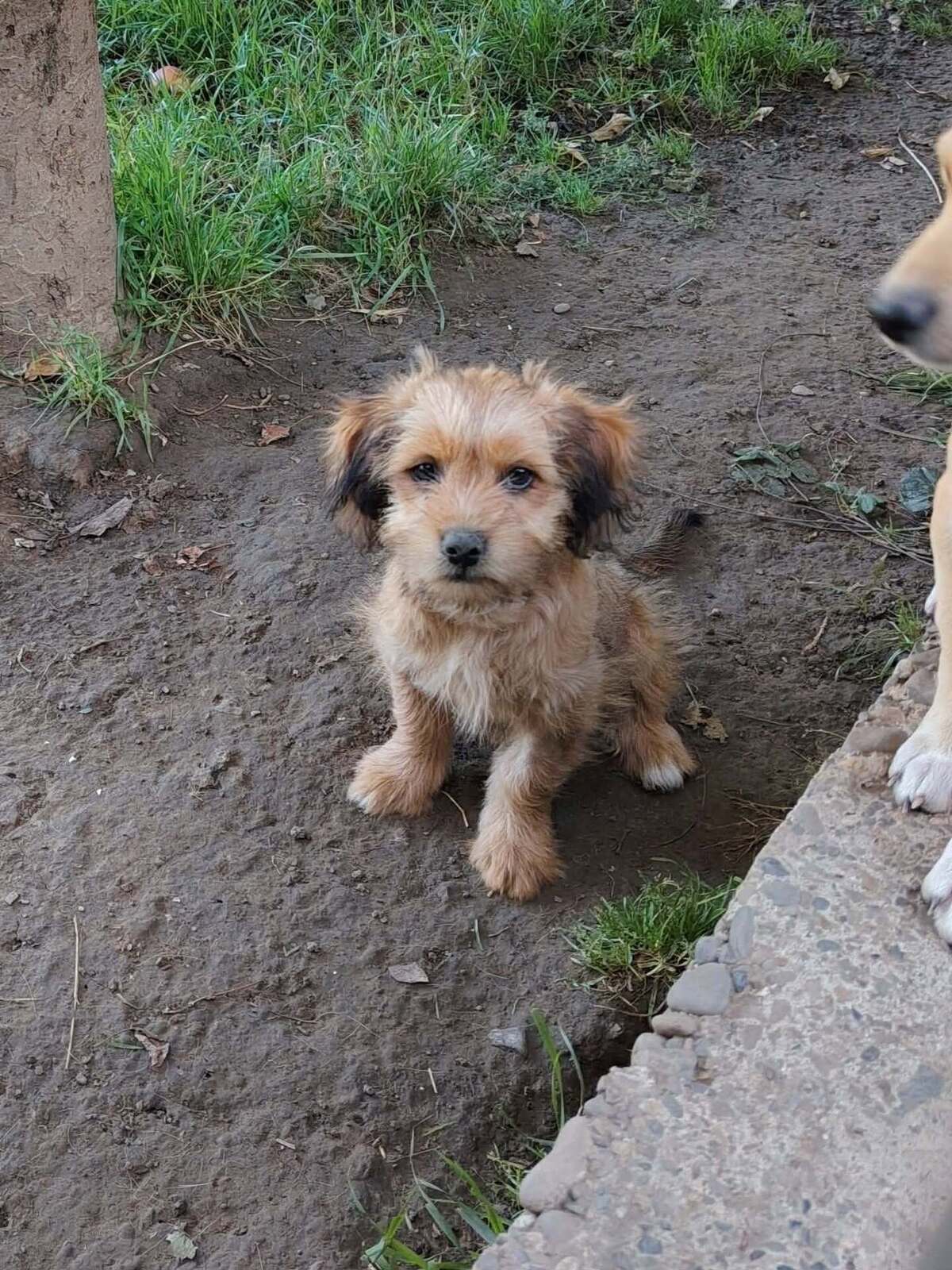Adoption Kaiyo
