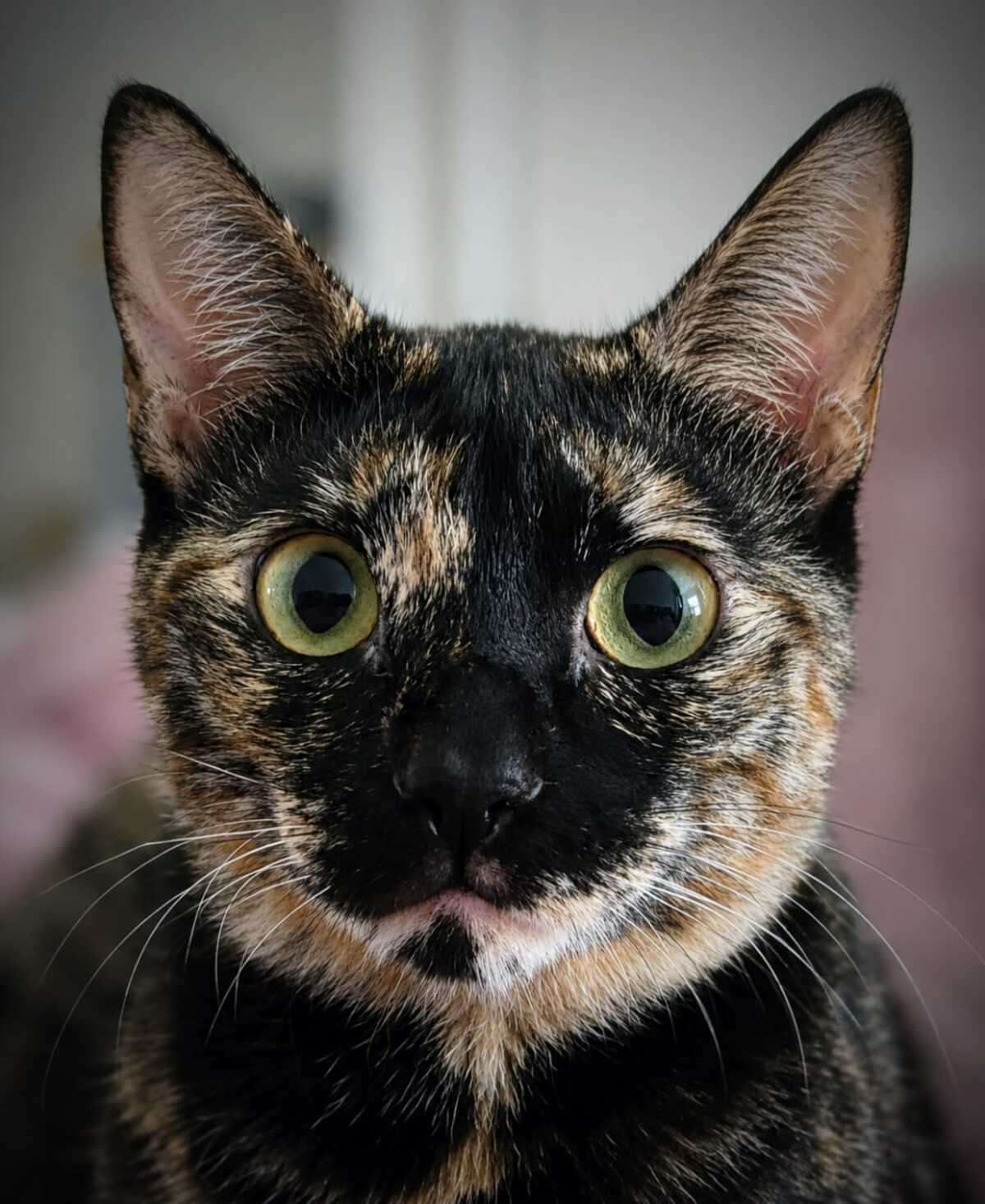 Adoption Lucky