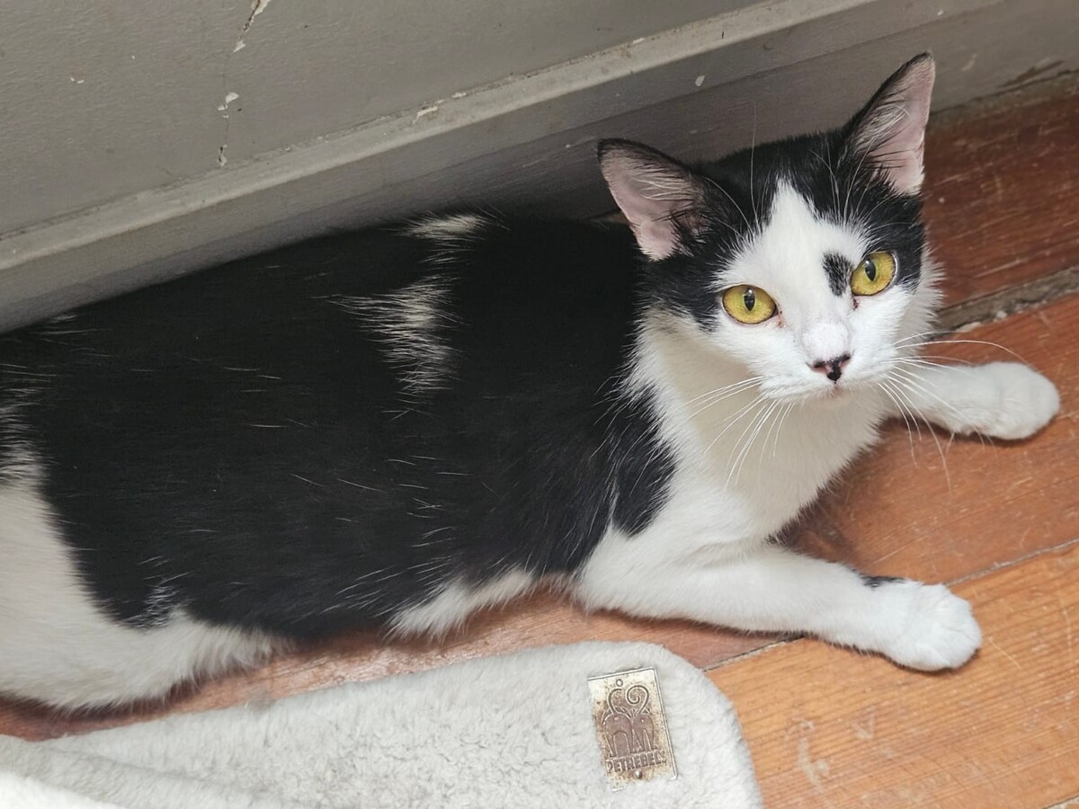 Adoption Aryna