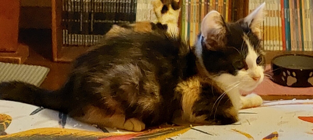 Adoption Betty Boop