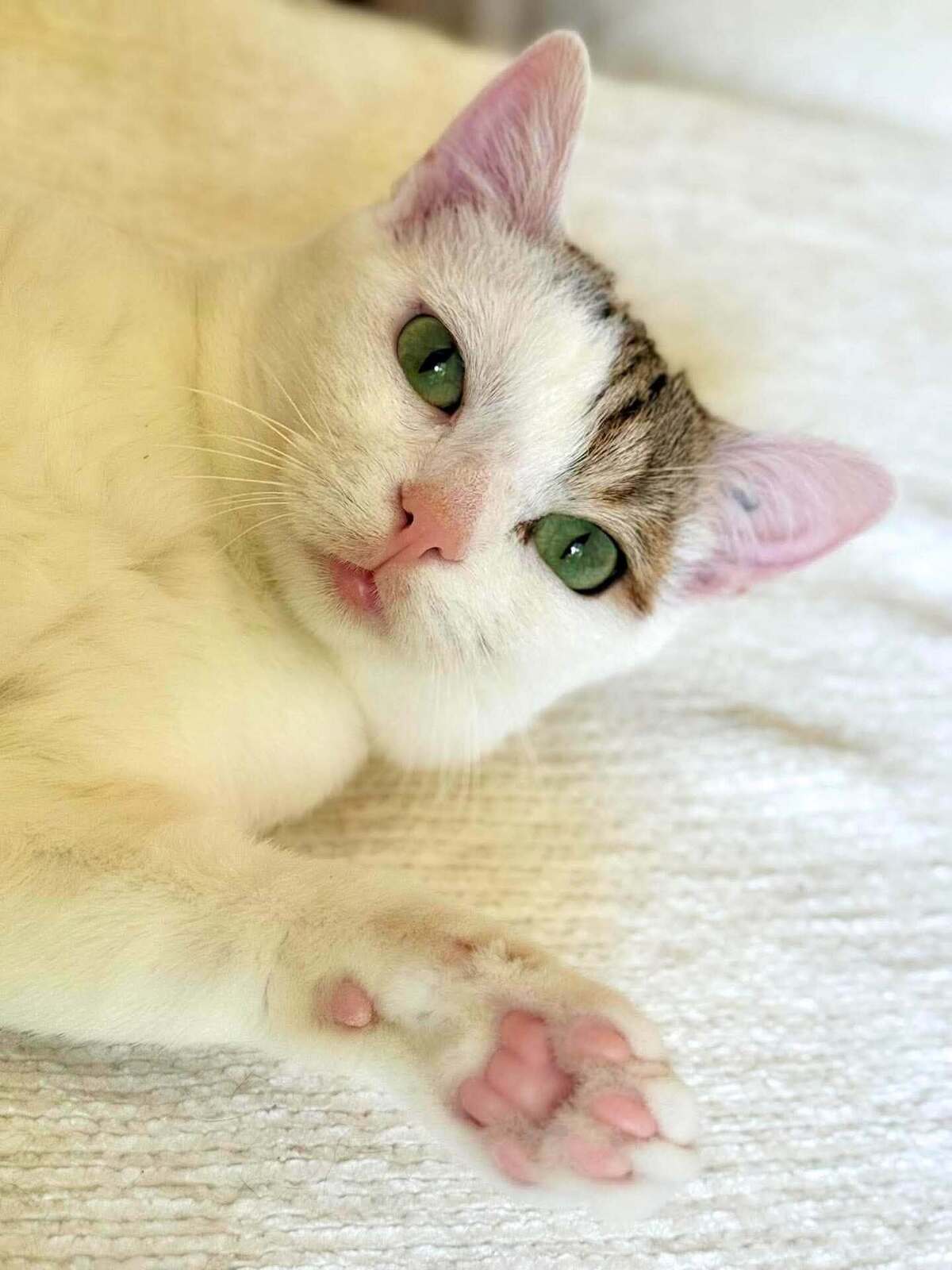Adoption Petit pain