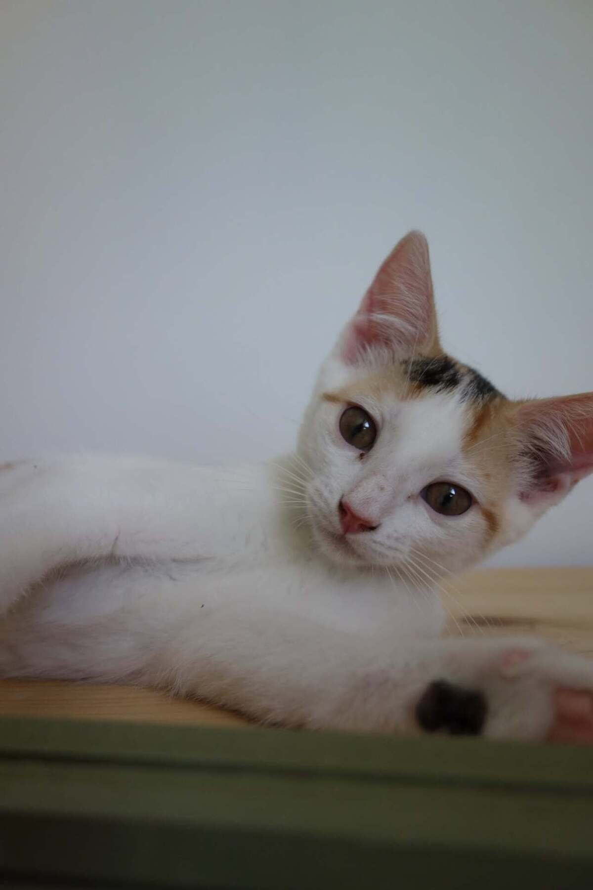 Adoption Ponda