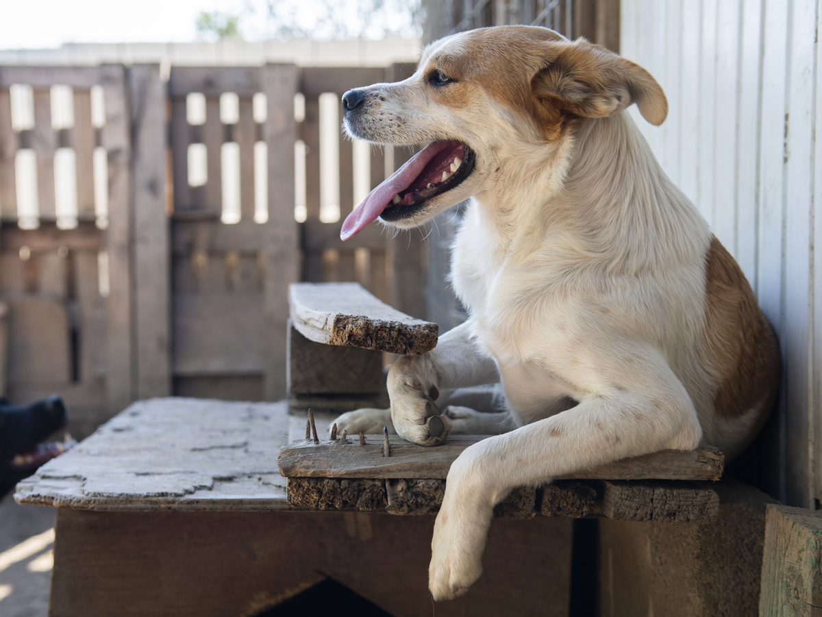 Adoption Lazlo