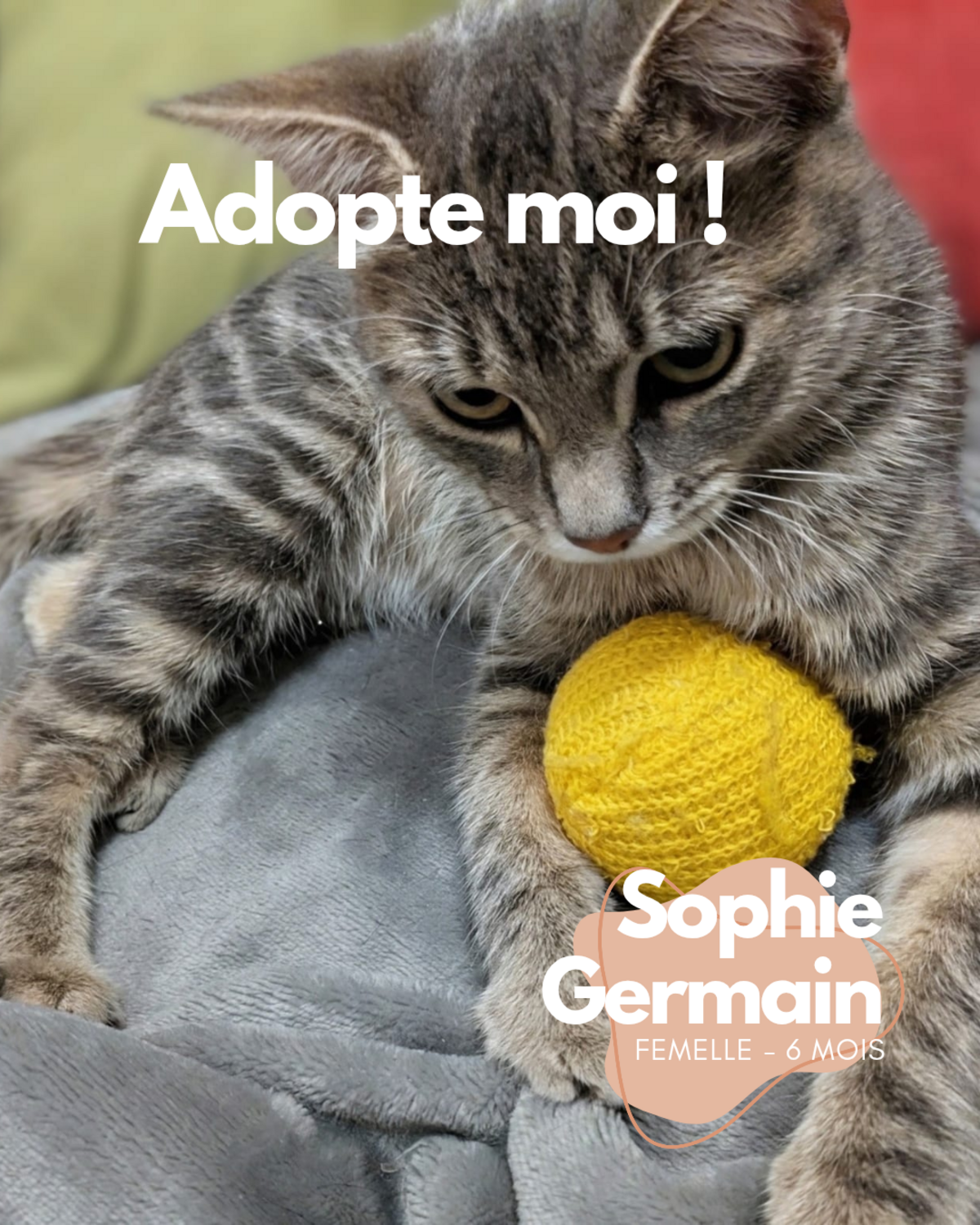 Adoption Sophie-Germain