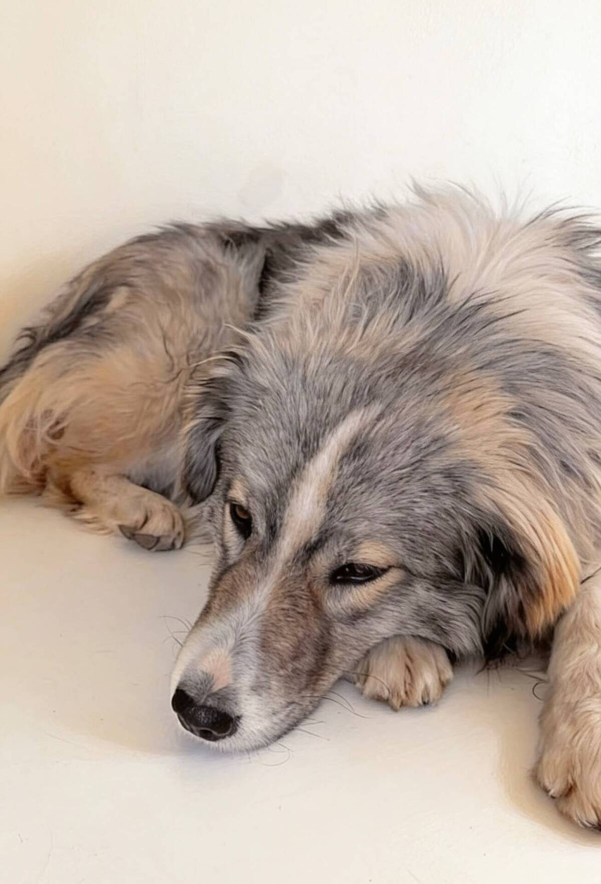 Adoption Saffie