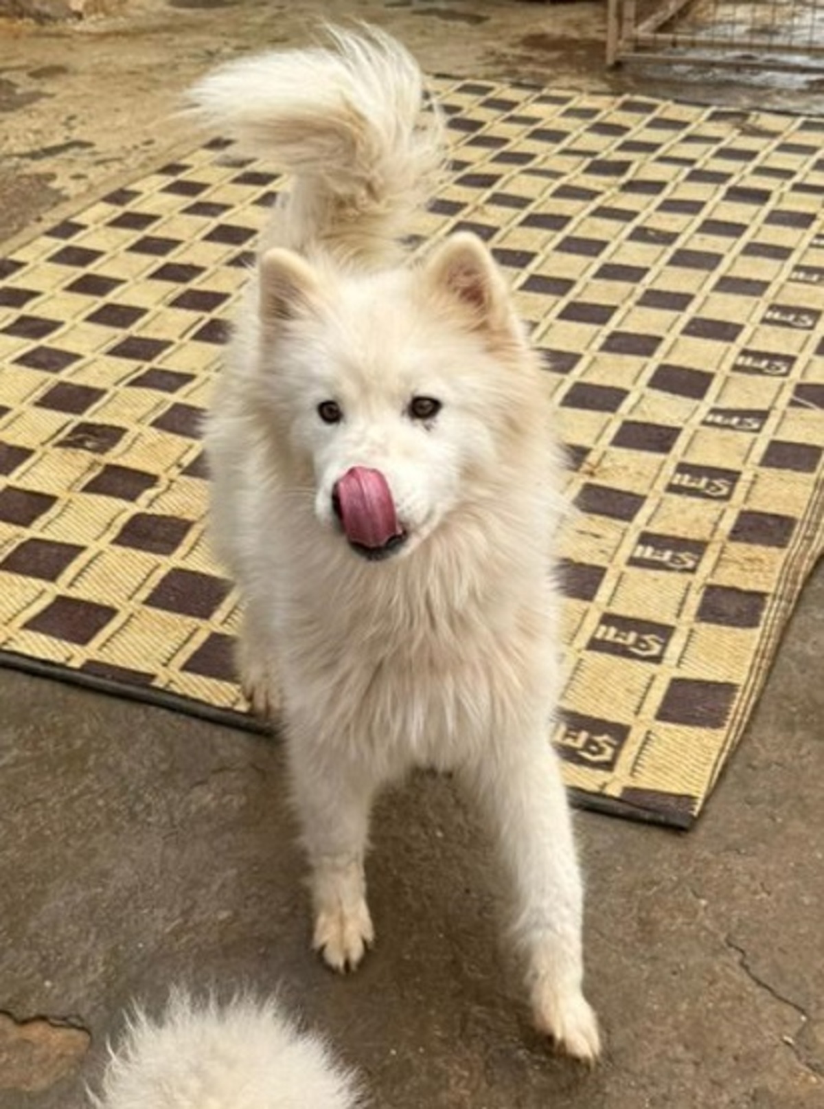 Adoption Cloud
