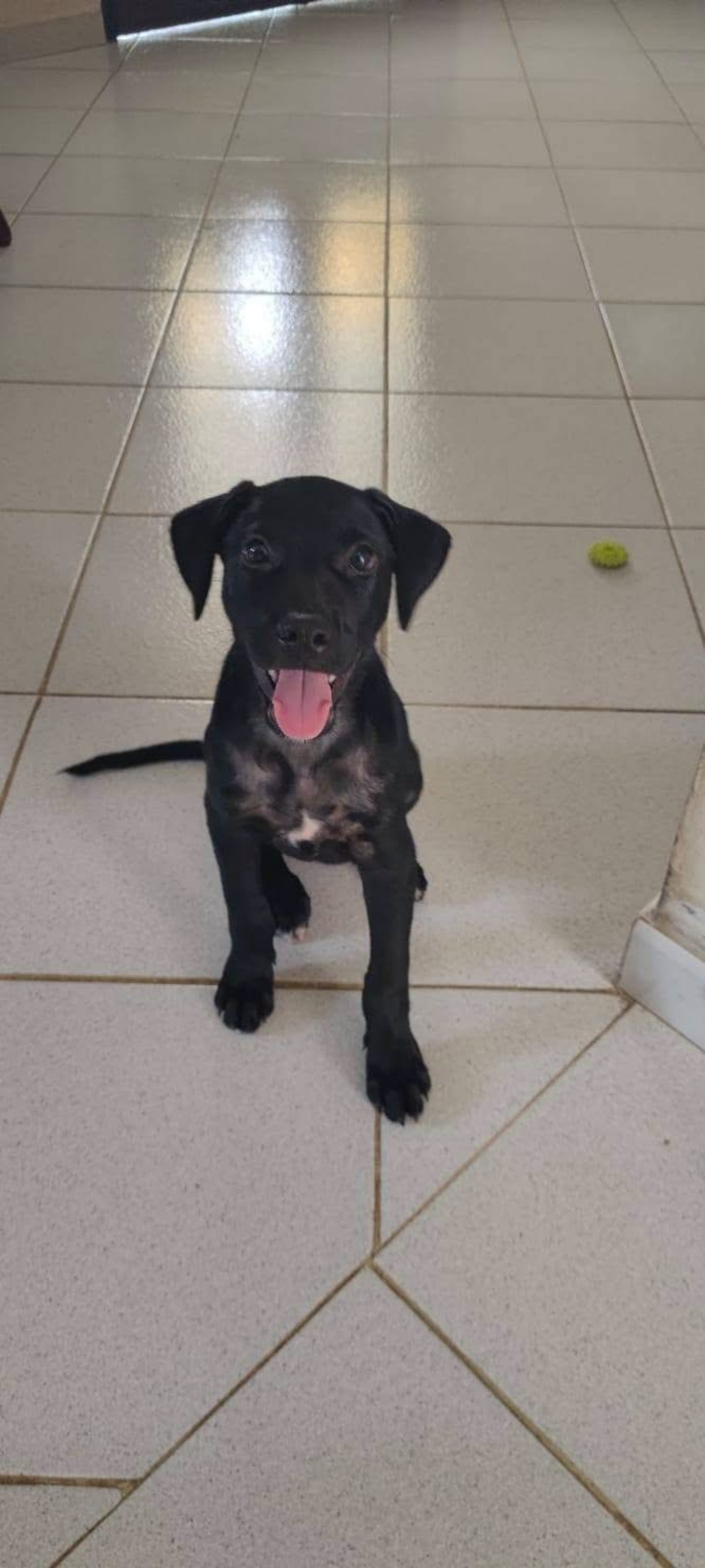 Adoption Baila