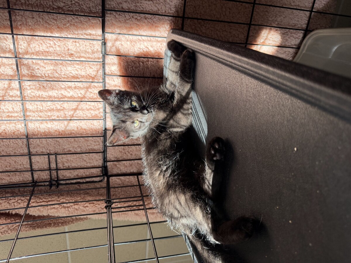 Adoption Bornéo